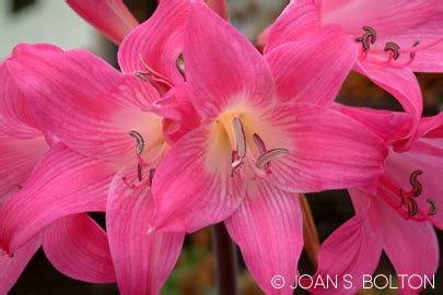 bare naked lady flower|Amaryllis: Those Lovely Naked Ladies